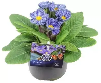 Primula acaulis 'zebra blue' (Sleutelbloem) 20cm - afbeelding 1