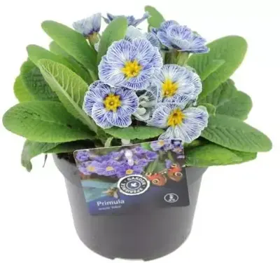 Primula acaulis 'zebra blue' (Sleutelbloem) 20cm - afbeelding 3