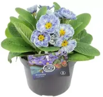 Primula acaulis 'zebra blue' (Sleutelbloem) 20cm - afbeelding 3