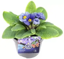 Primula acaulis 'zebra blue' (Sleutelbloem) 20cm - afbeelding 2