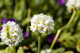 Primula Denticulata Alba (Kogelprimula) - afbeelding 5
