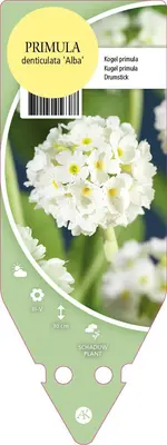Primula Denticulata Alba (Kogelprimula) - afbeelding 1