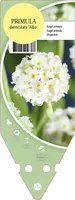 Primula Denticulata Alba (Kogelprimula) - afbeelding 1