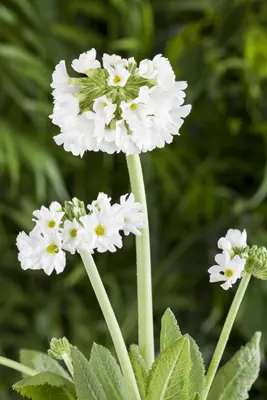Primula Denticulata Alba (Kogelprimula) - afbeelding 4