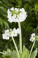 Primula Denticulata Alba (Kogelprimula) - afbeelding 4