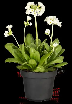 Primula Denticulata Alba (Kogelprimula) - afbeelding 6