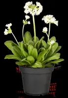 Primula Denticulata Alba (Kogelprimula) - afbeelding 6