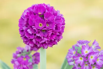 Primula Denticulata Rubin (Kogelprimula) - afbeelding 3