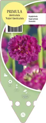 Primula Denticulata Rubin (Kogelprimula) - afbeelding 1
