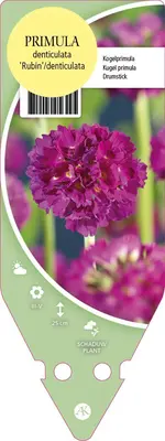 Primula Denticulata Rubin (Kogelprimula) - afbeelding 1