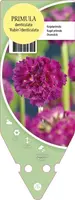 Primula Denticulata Rubin (Kogelprimula) - afbeelding 1