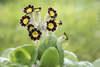 Primula Rosea Grandiflora (Sleutelbloem) - afbeelding 3