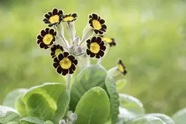 Primula Rosea Grandiflora (Sleutelbloem) - afbeelding 3
