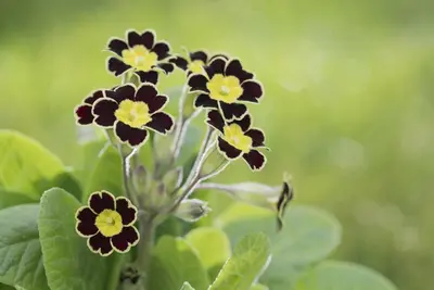 Primula Rosea Grandiflora (Sleutelbloem) - afbeelding 6
