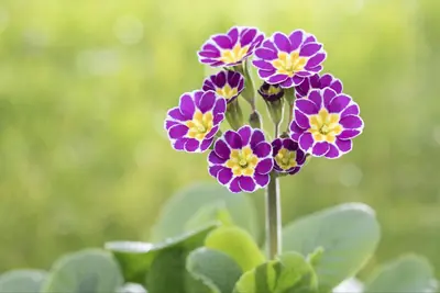 Primula Rosea Grandiflora (Sleutelbloem) - afbeelding 7