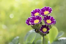 Primula Rosea Grandiflora (Sleutelbloem) - afbeelding 8