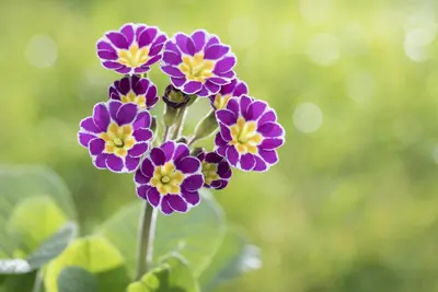 Primula Rosea Grandiflora (Sleutelbloem) - afbeelding 10
