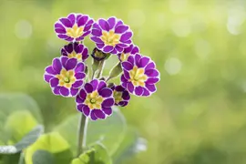 Primula Rosea Grandiflora (Sleutelbloem) - afbeelding 10