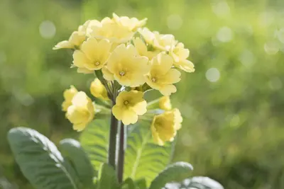 Primula Rosea Grandiflora (Sleutelbloem) - afbeelding 12