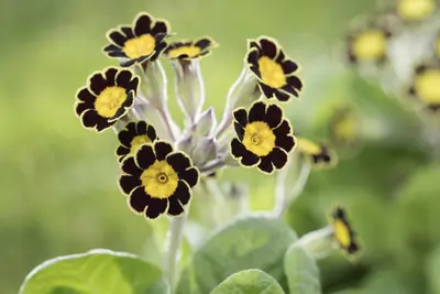 Primula Rosea Grandiflora (Sleutelbloem) - afbeelding 15