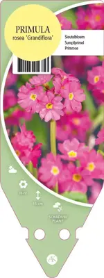 Primula Rosea Grandiflora (Sleutelbloem) - afbeelding 1