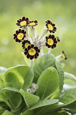 Primula Rosea Grandiflora (Sleutelbloem) - afbeelding 4