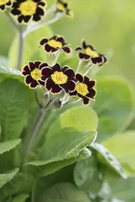 Primula Rosea Grandiflora (Sleutelbloem) - afbeelding 5