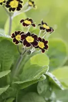 Primula Rosea Grandiflora (Sleutelbloem) - afbeelding 5