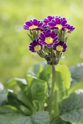 Primula Rosea Grandiflora (Sleutelbloem) - afbeelding 9