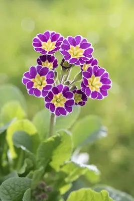 Primula Rosea Grandiflora (Sleutelbloem) - afbeelding 11