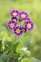 Primula Rosea Grandiflora (Sleutelbloem) - afbeelding 11