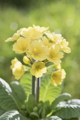 Primula Rosea Grandiflora (Sleutelbloem) - afbeelding 13