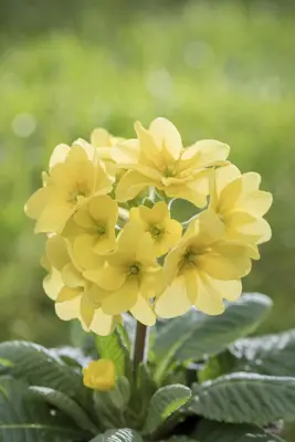 Primula Rosea Grandiflora (Sleutelbloem) - afbeelding 14