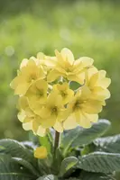 Primula Rosea Grandiflora (Sleutelbloem) - afbeelding 14