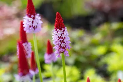 Primula (Sleutelbloem) - afbeelding 5