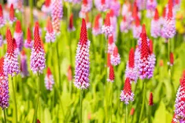 Primula (Sleutelbloem) - afbeelding 11