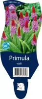 Primula (Sleutelbloem) - afbeelding 1