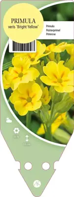 Primula Veris Bright Yellow (Sleutelbloem) - afbeelding 1
