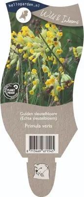 Primula veris (Gulden sleutelbloem) - afbeelding 1