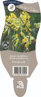 Primula veris (Gulden sleutelbloem) - afbeelding 1