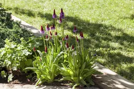 Primula Vialii (Orchideeprimula) - afbeelding 4