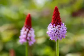 Primula Vialii (Orchideeprimula) - afbeelding 8