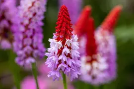 Primula Vialii (Orchideeprimula) - afbeelding 10