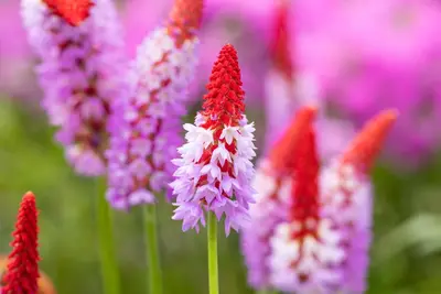 Primula Vialii (Orchideeprimula) - afbeelding 11
