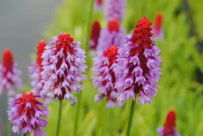Primula Vialii (Orchideeprimula) - afbeelding 5