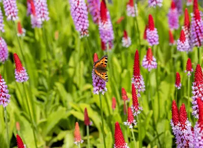 Primula Vialii (Orchideeprimula) - afbeelding 9