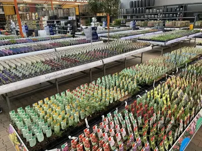 Primula Vialii (Orchideeprimula) - afbeelding 3