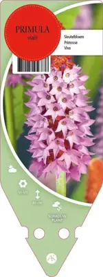 Primula Vialii (Orchideeprimula) - afbeelding 1