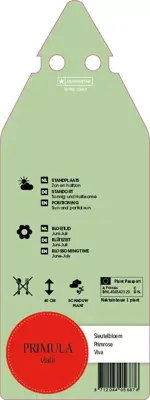 Primula Vialii (Orchideeprimula) - afbeelding 2