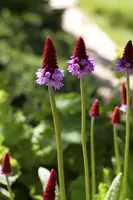 Primula Vialii (Orchideeprimula) - afbeelding 3